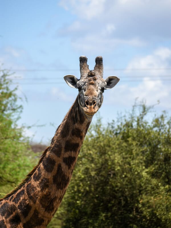 viaggiare in Kenya da soli