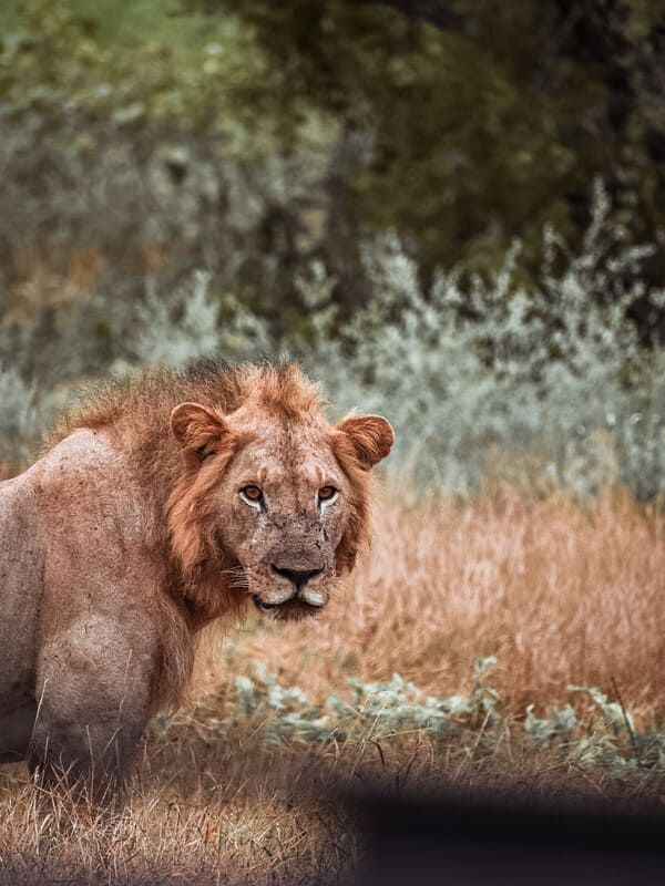 safari in kenya