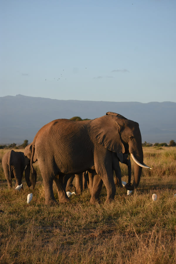 cosa vedere in kenya nel 2026