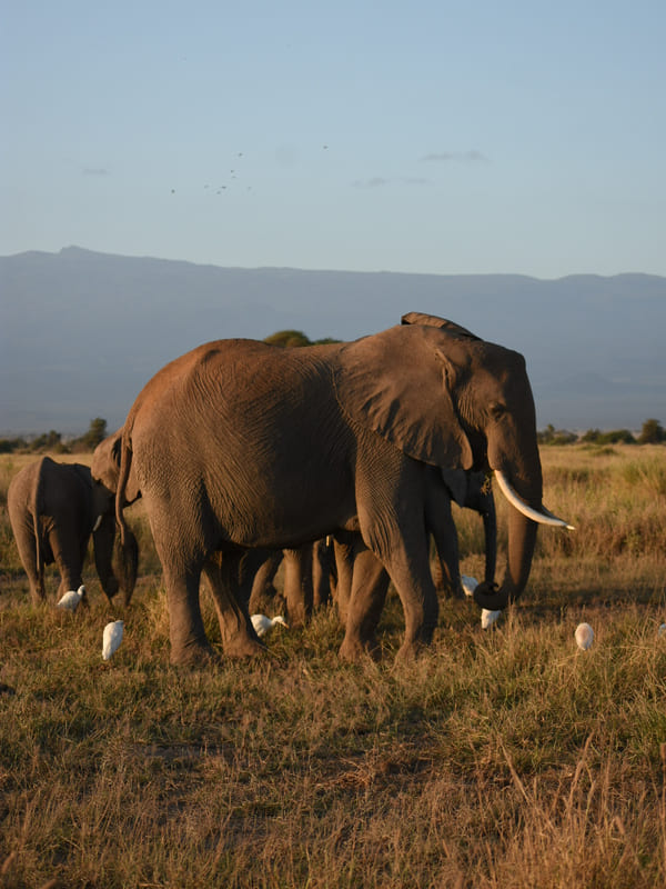 elefanti nel parco nazionale di Amboseli in Kenya